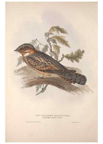 Reproducción/Reproduction 46052360744: The birds of Europe.. London,Printed by R. and J.E. Taylor, pub. by the author,1837.. 