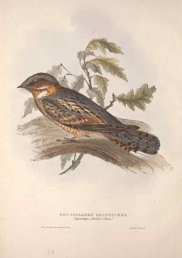 Reproducción/Reproduction 46052360744: The birds of Europe.. London,Printed by R. and J.E. Taylor, pub. by the author,1837.. 