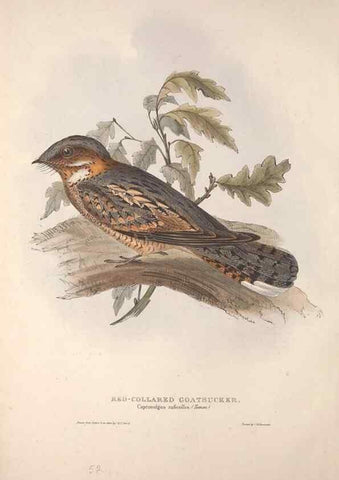 Reproducción/Reproduction 46052360744: The birds of Europe.. London,Printed by R. and J.E. Taylor, pub. by the author,1837.. 