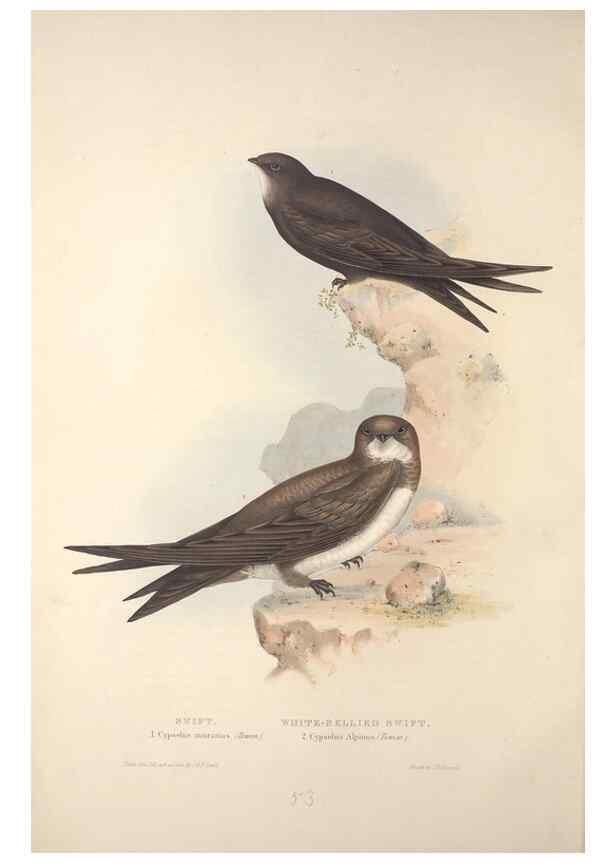 Reproducción/Reproduction 32901796018: The birds of Europe.. London,Printed by R. and J.E. Taylor, pub. by the author,1837.. 
