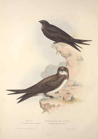 Reproducción/Reproduction 32901796018: The birds of Europe.. London,Printed by R. and J.E. Taylor, pub. by the author,1837.. 