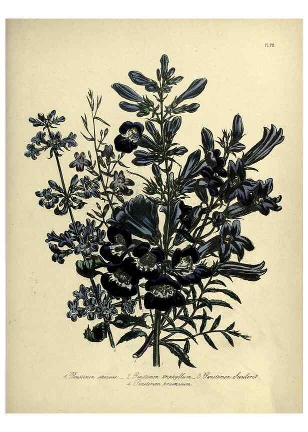 Reproducción/Reproduction 45851308375: The ladies' flower-garden of ornamental perennials.. London,W. Smith,1843-44.. 