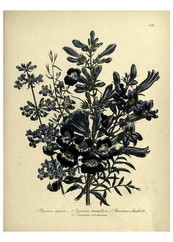 Reproducción/Reproduction 45851308375: The ladies' flower-garden of ornamental perennials.. London,W. Smith,1843-44.. 