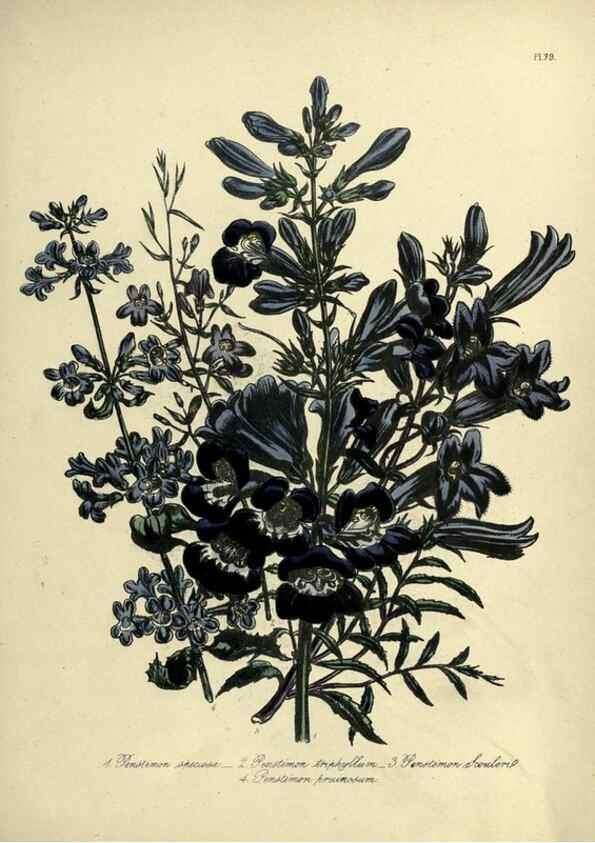 Reproducción/Reproduction 45851308375: The ladies' flower-garden of ornamental perennials.. London,W. Smith,1843-44.. 