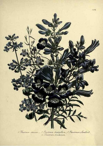 Reproducción/Reproduction 45851308375: The ladies' flower-garden of ornamental perennials.. London,W. Smith,1843-44.. 