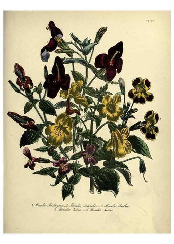 Reproducción/Reproduction 46041378284: The ladies' flower-garden of ornamental perennials.. London,W. Smith,1843-44.. 