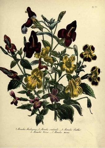 Reproducción/Reproduction 46041378284: The ladies' flower-garden of ornamental perennials.. London,W. Smith,1843-44.. 