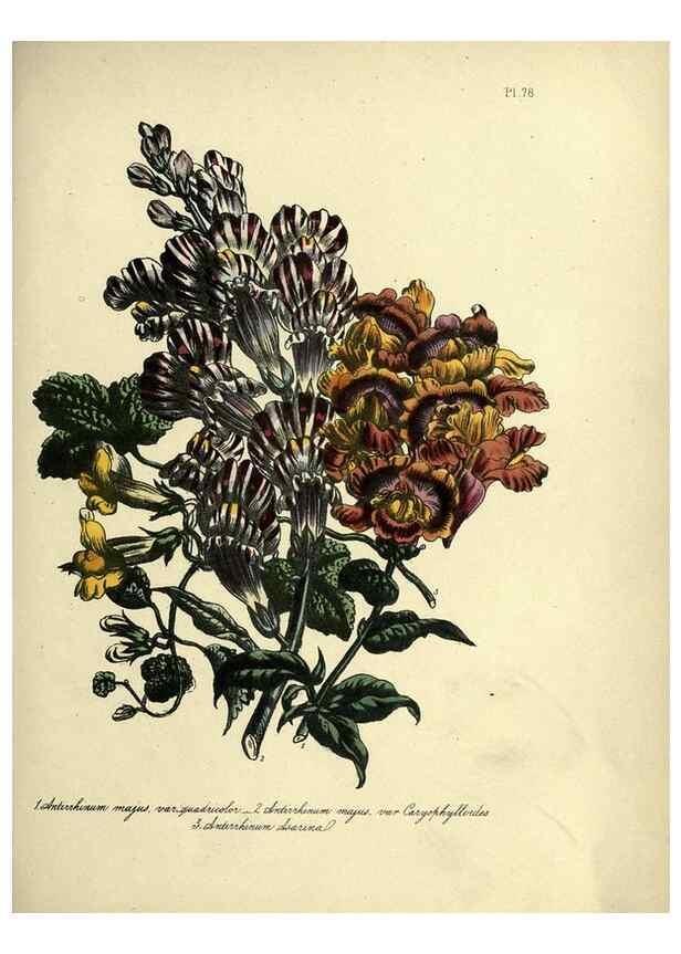 Reproducción/Reproduction 46713533282: The ladies' flower-garden of ornamental perennials.. London,W. Smith,1843-44.. 
