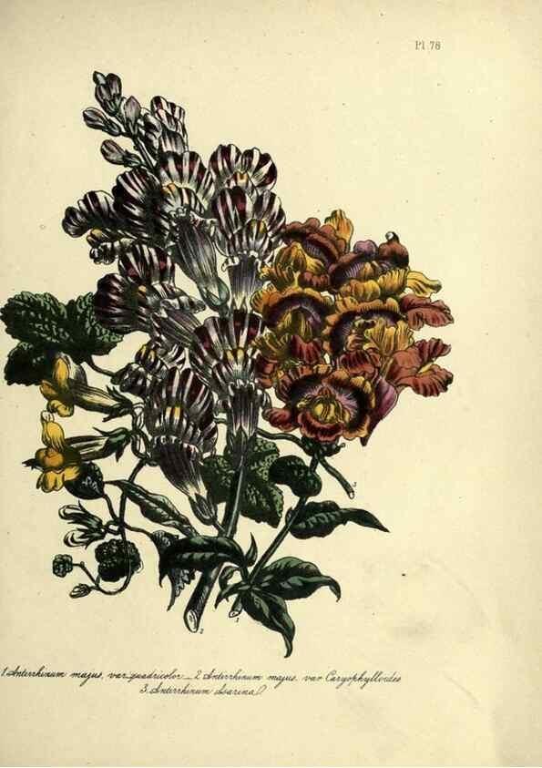 Reproducción/Reproduction 46713533282: The ladies' flower-garden of ornamental perennials.. London,W. Smith,1843-44.. 