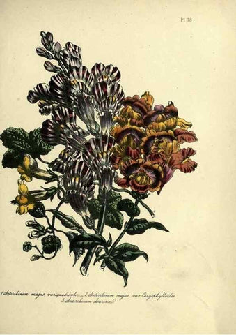 Reproducción/Reproduction 46713533282: The ladies' flower-garden of ornamental perennials.. London,W. Smith,1843-44.. 