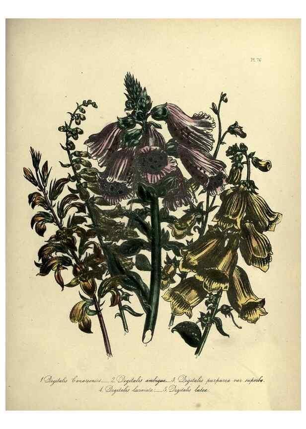 Reproducción/Reproduction 32890829858: The ladies' flower-garden of ornamental perennials.. London,W. Smith,1843-44.. 