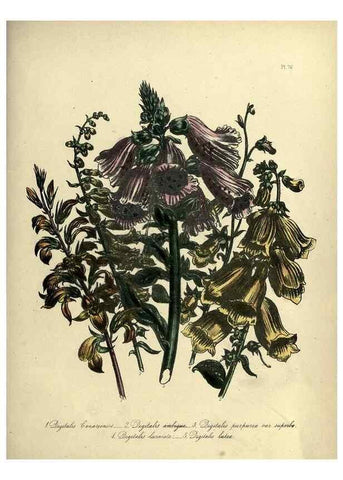Reproducción/Reproduction 32890829858: The ladies' flower-garden of ornamental perennials.. London,W. Smith,1843-44.. 