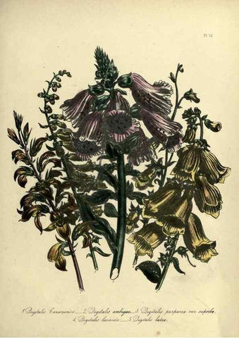 Reproducción/Reproduction 32890829858: The ladies' flower-garden of ornamental perennials.. London,W. Smith,1843-44.. 