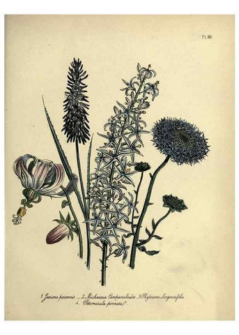 Reproducción/Reproduction 46766504991: The ladies' flower-garden of ornamental perennials.. London,W. Smith,1843-44.. 