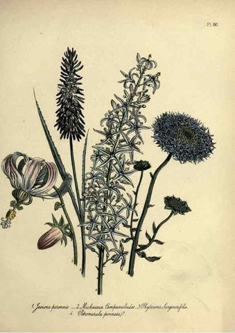 Reproducción/Reproduction 46766504991: The ladies' flower-garden of ornamental perennials.. London,W. Smith,1843-44.. 