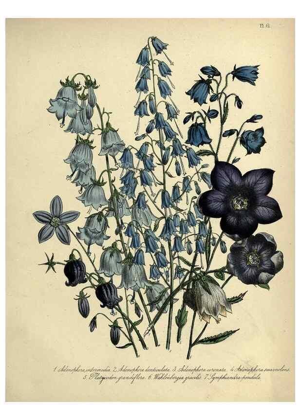 Reproducción/Reproduction 39801138423: The ladies' flower-garden of ornamental perennials.. London,W. Smith,1843-44.. 