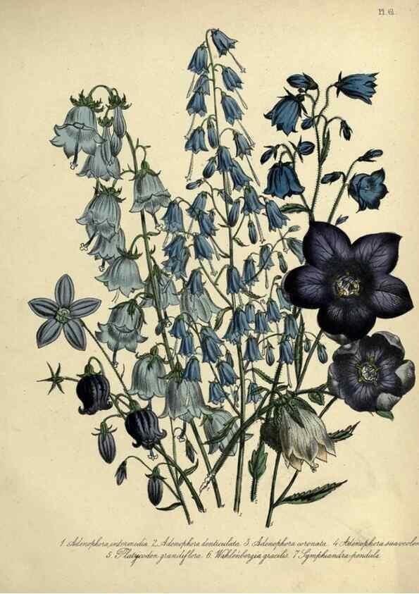 Reproducción/Reproduction 39801138423: The ladies' flower-garden of ornamental perennials.. London,W. Smith,1843-44.. 