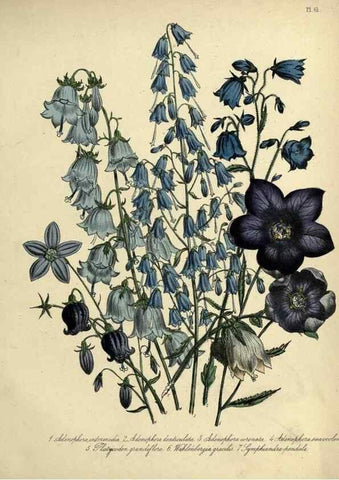 Reproducción/Reproduction 39801138423: The ladies' flower-garden of ornamental perennials.. London,W. Smith,1843-44.. 