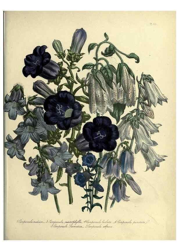Reproducción/Reproduction 46041354664: The ladies' flower-garden of ornamental perennials.. London,W. Smith,1843-44.. 