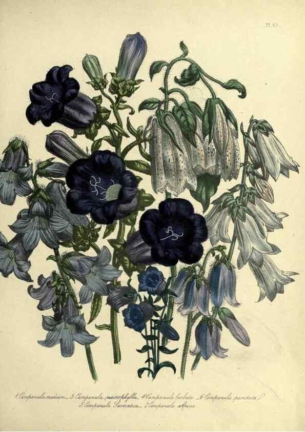 Reproducción/Reproduction 46041354664: The ladies' flower-garden of ornamental perennials.. London,W. Smith,1843-44.. 