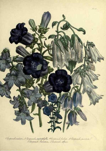 Reproducción/Reproduction 46041354664: The ladies' flower-garden of ornamental perennials.. London,W. Smith,1843-44.. 
