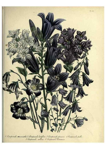 Reproducción/Reproduction 32890819328: The ladies' flower-garden of ornamental perennials.. London,W. Smith,1843-44.. 