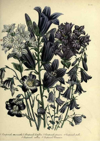 Reproducción/Reproduction 32890819328: The ladies' flower-garden of ornamental perennials.. London,W. Smith,1843-44.. 