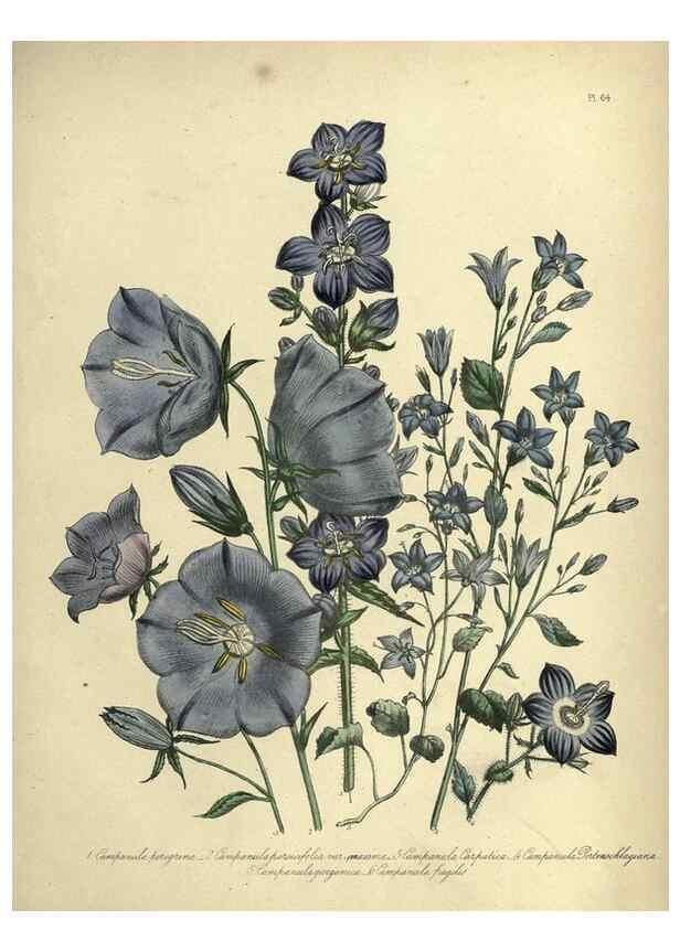 Reproducción/Reproduction 46766511551: The ladies' flower-garden of ornamental perennials.. London,W. Smith,1843-44.. 