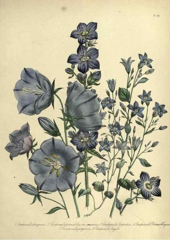 Reproducción/Reproduction 46766511551: The ladies' flower-garden of ornamental perennials.. London,W. Smith,1843-44.. 