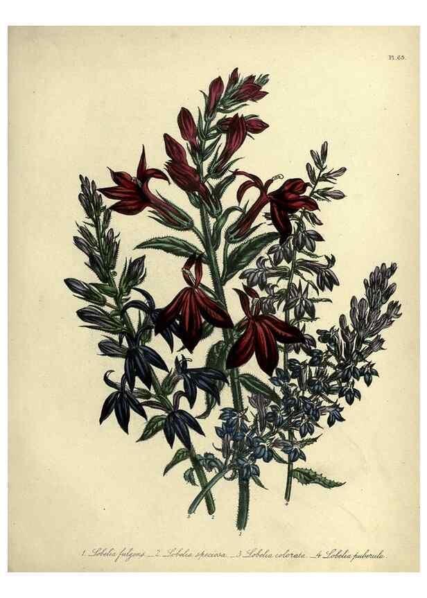 Reproducción/Reproduction 32890820438: The ladies' flower-garden of ornamental perennials.. London,W. Smith,1843-44.. 