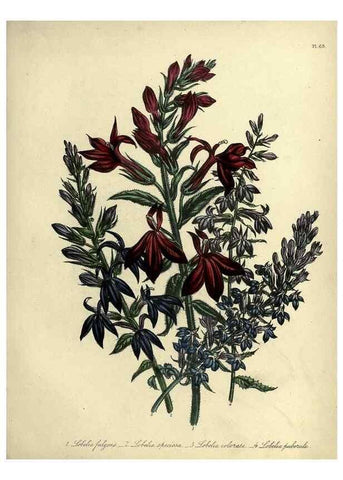 Reproducción/Reproduction 32890820438: The ladies' flower-garden of ornamental perennials.. London,W. Smith,1843-44.. 