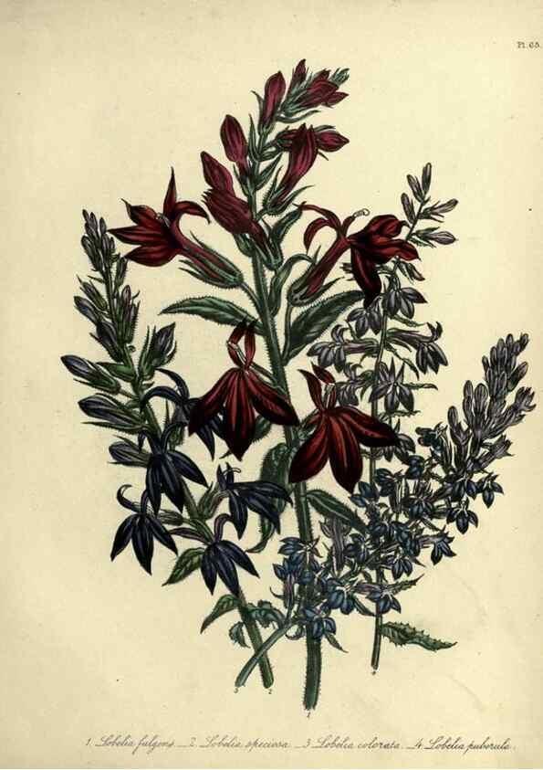 Reproducción/Reproduction 32890820438: The ladies' flower-garden of ornamental perennials.. London,W. Smith,1843-44.. 
