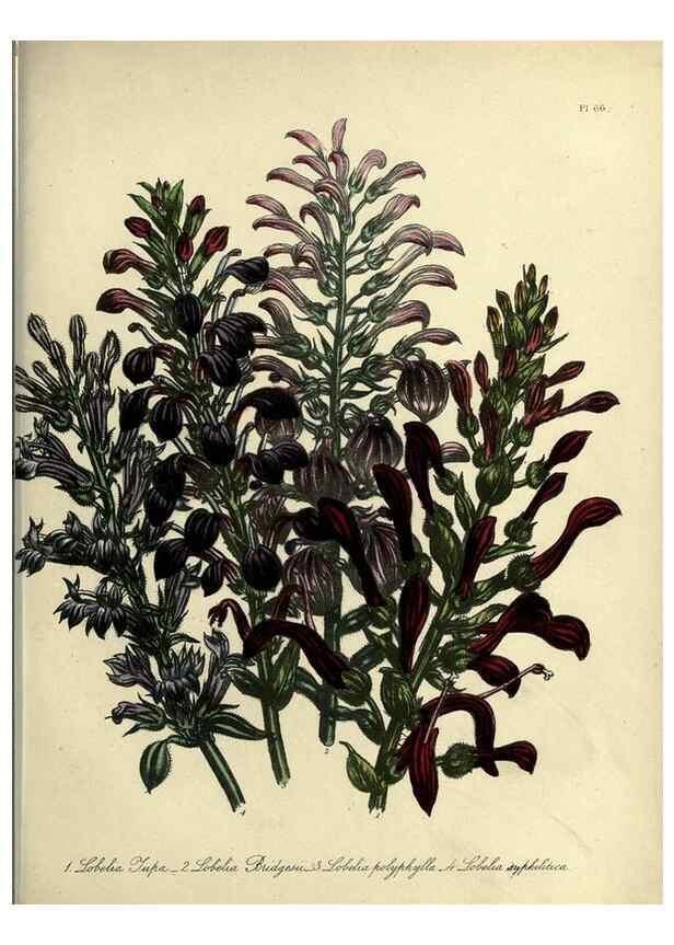 Reproducción/Reproduction 46041358954: The ladies' flower-garden of ornamental perennials.. London,W. Smith,1843-44.. 