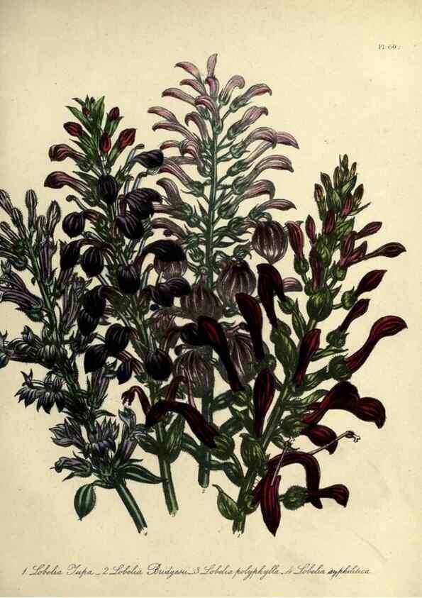 Reproducción/Reproduction 46041358954: The ladies' flower-garden of ornamental perennials.. London,W. Smith,1843-44.. 