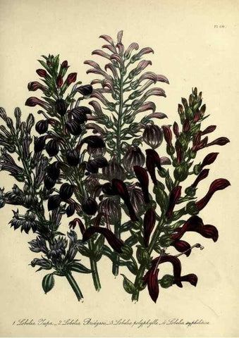 Reproducción/Reproduction 46041358954: The ladies' flower-garden of ornamental perennials.. London,W. Smith,1843-44.. 