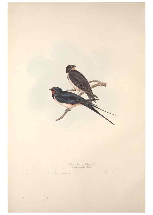 Reproducción/Reproduction 46724756252: The birds of Europe.. London,Printed by R. and J.E. Taylor, pub. by the author,1837.. 