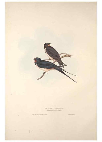 Reproducción/Reproduction 46724756252: The birds of Europe.. London,Printed by R. and J.E. Taylor, pub. by the author,1837.. 