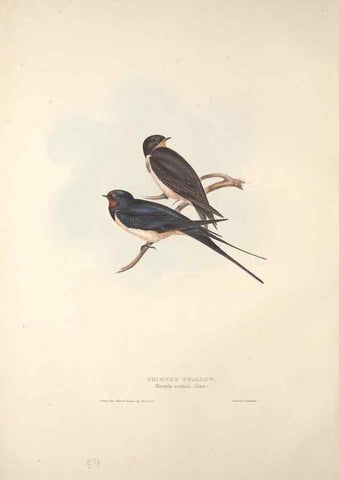 Reproducción/Reproduction 46724756252: The birds of Europe.. London,Printed by R. and J.E. Taylor, pub. by the author,1837.. 