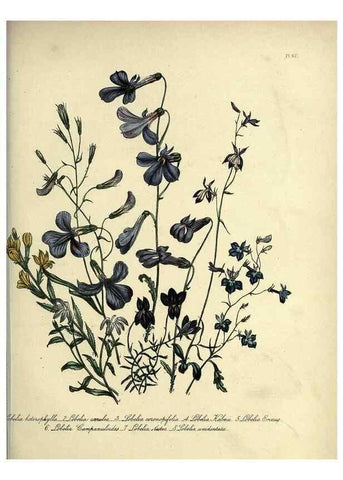 Reproducción/Reproduction 39801143363: The ladies' flower-garden of ornamental perennials.. London,W. Smith,1843-44.. 