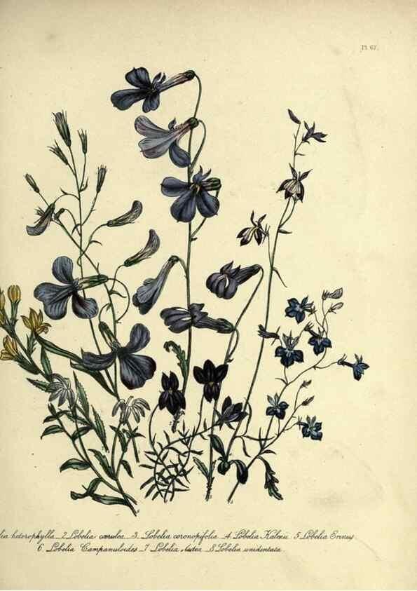 Reproducción/Reproduction 39801143363: The ladies' flower-garden of ornamental perennials.. London,W. Smith,1843-44.. 