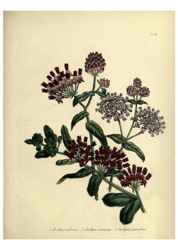 Reproducción/Reproduction 46713523482: The ladies' flower-garden of ornamental perennials.. London,W. Smith,1843-44.. 