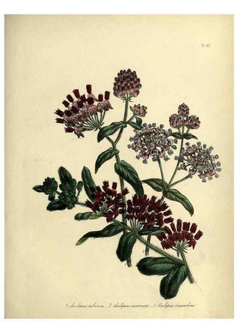 Reproducción/Reproduction 46713523482: The ladies' flower-garden of ornamental perennials.. London,W. Smith,1843-44.. 