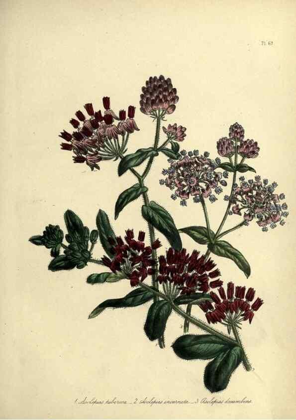 Reproducción/Reproduction 46713523482: The ladies' flower-garden of ornamental perennials.. London,W. Smith,1843-44.. 