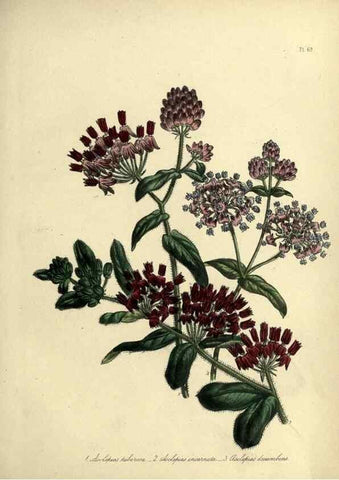 Reproducción/Reproduction 46713523482: The ladies' flower-garden of ornamental perennials.. London,W. Smith,1843-44.. 