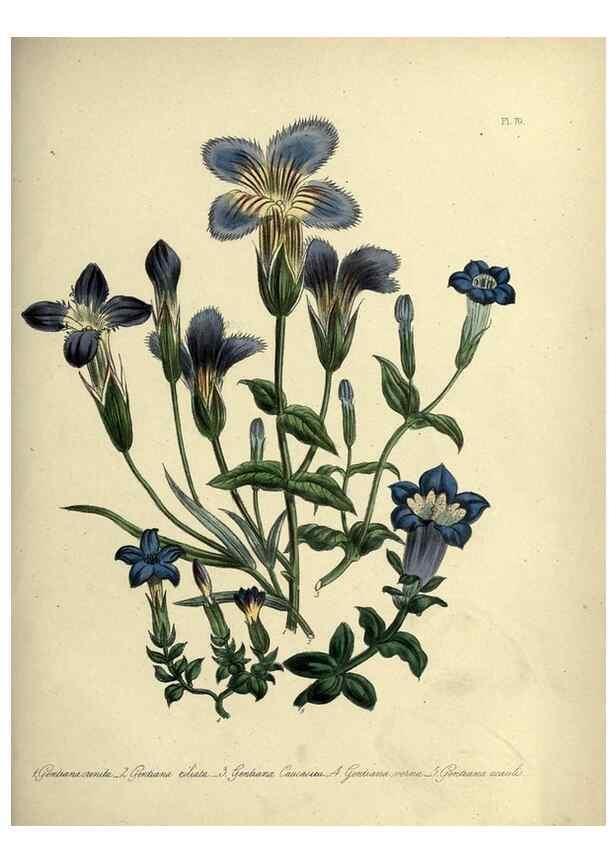 Reproducción/Reproduction 46713524072: The ladies' flower-garden of ornamental perennials.. London,W. Smith,1843-44.. 
