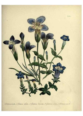 Reproducción/Reproduction 46713524072: The ladies' flower-garden of ornamental perennials.. London,W. Smith,1843-44.. 