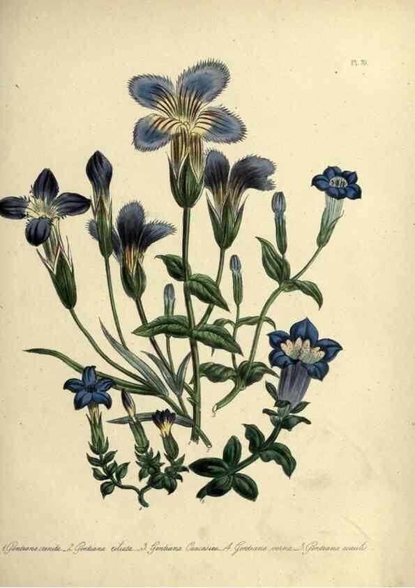 Reproducción/Reproduction 46713524072: The ladies' flower-garden of ornamental perennials.. London,W. Smith,1843-44.. 
