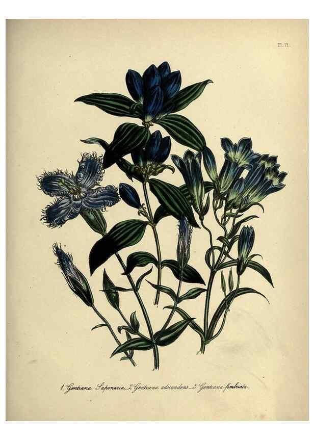 Reproducción/Reproduction 39801146003: The ladies' flower-garden of ornamental perennials.. London,W. Smith,1843-44.. 