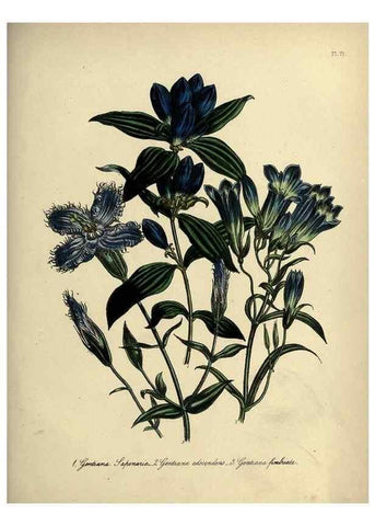 Reproducción/Reproduction 39801146003: The ladies' flower-garden of ornamental perennials.. London,W. Smith,1843-44.. 