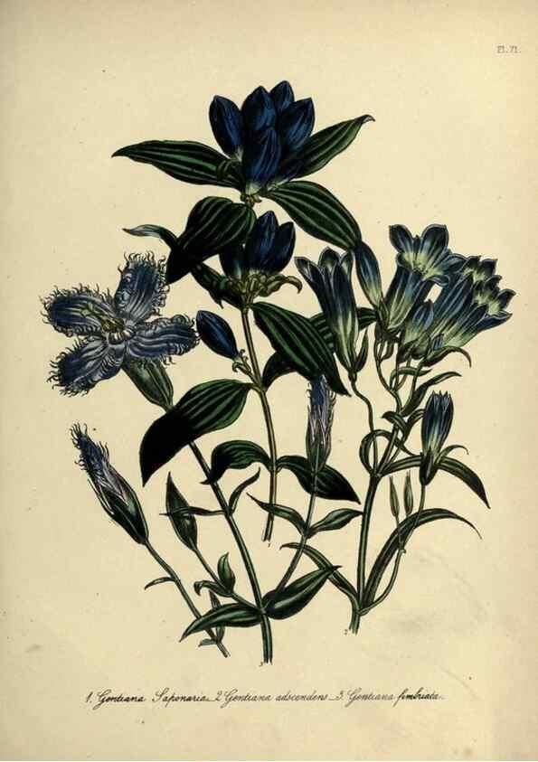 Reproducción/Reproduction 39801146003: The ladies' flower-garden of ornamental perennials.. London,W. Smith,1843-44.. 